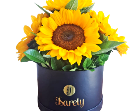 BOX GIRASOLES BOX GIRASOLES